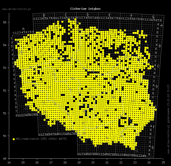 wystepowanie - Cichorium intybus (cykoria podróżnik)