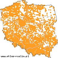 wystepowanie - Sonchus asper (mlecz kolczasty)