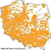 wystepowanie - Lactuca serriola (sałata kompasowa)