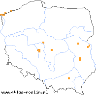 wystepowanie - Lactuca tatarica (sałata tatarska)