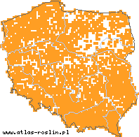 wystepowanie - Mycelis muralis (sałatnik leśny)