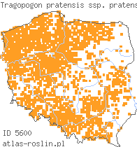 wystepowanie - Tragopogon pratensis ssp. pratensis (kozibród łąkowy typowy)