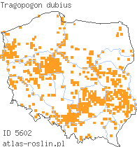 wystepowanie - Tragopogon dubius (kozibród wielki)