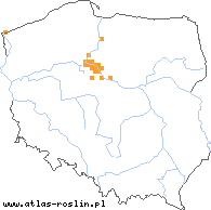 wystepowanie - Tragopogon floccosus var. heterospermus (kozibród pajęczynowaty różnonasienny)