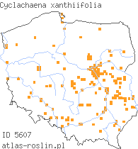 wystepowanie - Cyclachaena xanthiifolia (iwa rzepieniolistna)