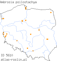 wystepowanie - Ambrosia psilostachya (ambrozja zachodnia)
