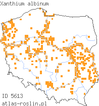 wystepowanie - Xanthium albinum (rzepień włoski)