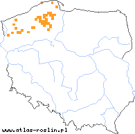 wystepowanie - Luronium natans (elisma wodna)