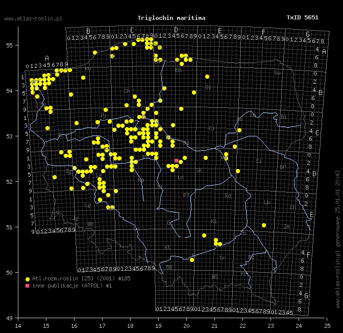 wystepowanie - Triglochin maritima (świbka morska)