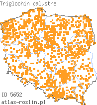 wystepowanie - Triglochin palustre (świbka błotna)