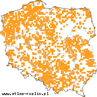 wystepowanie - Potamogeton natans (rdestnica pływająca)