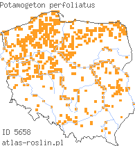 wystepowanie - Potamogeton perfoliatus (rdestnica przeszyta)