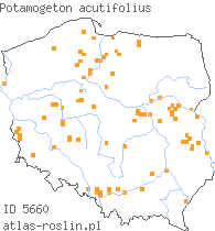 wystepowanie - Potamogeton acutifolius (rdestnica ostrolistna)