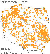 wystepowanie - Potamogeton lucens (rdestnica połyskująca)