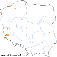 wystepowanie - Potamogeton polygonifolius (rdestnica podługowata)