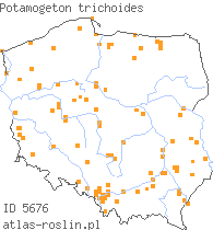 wystepowanie - Potamogeton trichoides (rdestnica włosowata)