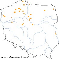 wystepowanie - Potamogeton ×nitens (rdestnica lśniąca)