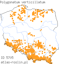 wystepowanie - Polygonatum verticillatum (kokoryczka okółkowa)