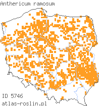 wystepowanie - Anthericum ramosum (pajęcznica gałęzista)