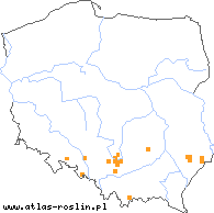 wystepowanie - Fumaria rostellata (dymnica szerokodziałkowa)