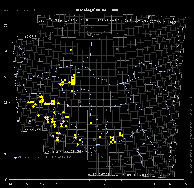 wystepowanie - Ornithogalum collinum (śniedek cienkolistny)