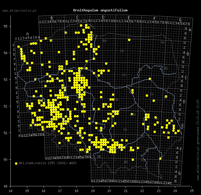 wystepowanie - Ornithogalum angustifolium (śniedek baldaszkowaty)