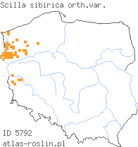 wystepowanie - Scilla siberica (cebulica syberyjska)