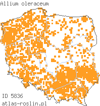 wystepowanie - Allium oleraceum (czosnek zielonawy)
