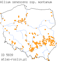 wystepowanie - Allium senescens ssp. montanum (czosnek skalny)