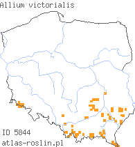 wystepowanie - Allium victorialis (czosnek siatkowaty)