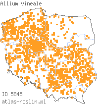 wystepowanie - Allium vineale (czosnek winnicowy)