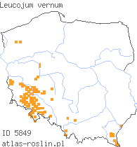 wystepowanie - Leucojum vernum (śnieżyca wiosenna)