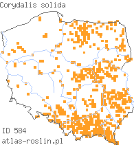 wystepowanie - Corydalis solida (kokorycz pełna)