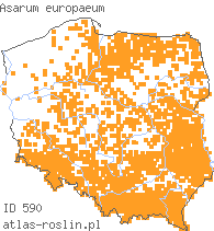 wystepowanie - Asarum europaeum (kopytnik pospolity)