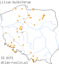 wystepowanie - Lilium bulbiferum (lilia bulwkowata)