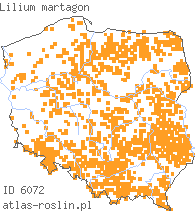 wystepowanie - Lilium martagon (lilia złotogłów)