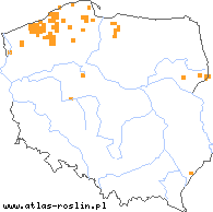 wystepowanie - Gagea spathacea (złoć pochwolistna)