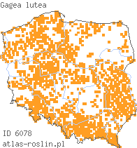 wystepowanie - Gagea lutea (złoć żółta)