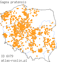 wystepowanie - Gagea pratensis (złoć łąkowa)