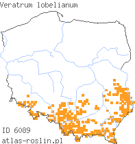 wystepowanie - Veratrum lobelianum (ciemiężyca zielona)