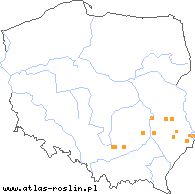 wystepowanie - Iris aphylla (kosaciec bezlistny)