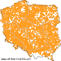 wystepowanie - Iris pseudacorus (kosaciec żółty)