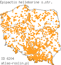 wystepowanie - Epipactis helleborine (kruszczyk szerokolistny)