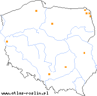 wystepowanie - Hammarbya paludosa (wątlik błotny)