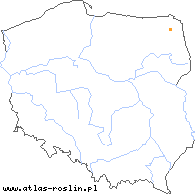 wystepowanie - Herminium monorchis (miodokwiat krzyżowy)