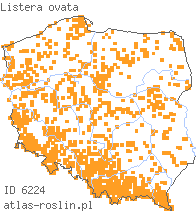 wystepowanie - Listera ovata (listera jajowata)