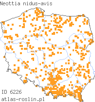 wystepowanie - Neottia nidus-avis (gnieźnik leśny)