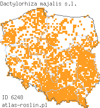 wystepowanie - Dactylorhiza majalis s.l. (kukułka szerokolistna)