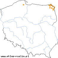 wystepowanie - Dactylorhiza ruthei (kukułka Ruthego)