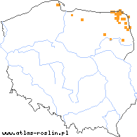 wystepowanie - Dactylorhiza baltica (kukułka bałtycka)